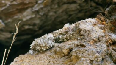 Lov íránské zmije #2