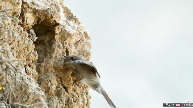 Lov íránské zmije #2