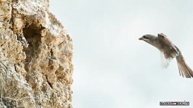 Lov íránské zmije #2