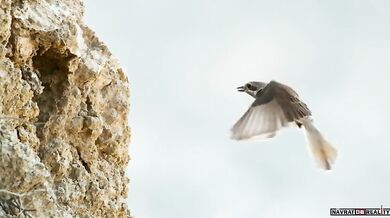 Lov íránské zmije #2