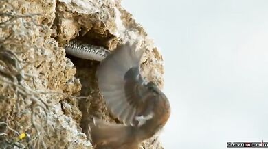 Lov íránské zmije #2