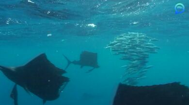 Lovící plachetníci