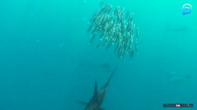 Lovící plachetníci