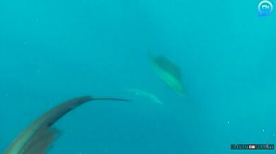 Lovící plachetníci