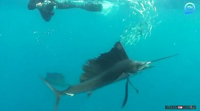 Lovící plachetníci