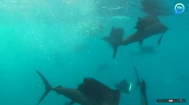 Lovící plachetníci