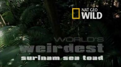 Rozmnožování Pipy americké