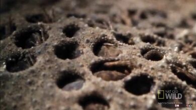 Rozmnožování Pipy americké