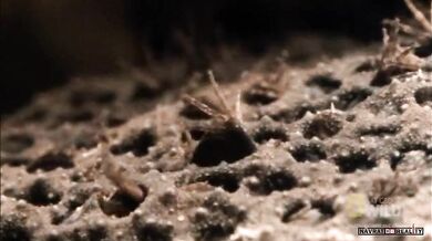 Rozmnožování Pipy americké