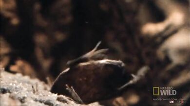 Rozmnožování Pipy americké