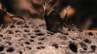 Rozmnožování Pipy americké