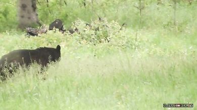 Medvěd vs. skunk