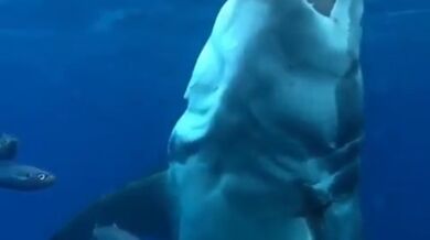 Setkání se žralokem #30