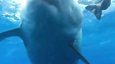 Setkání se žralokem #30