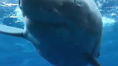 Setkání se žralokem #30