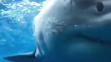 Setkání se žralokem #30