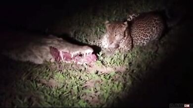 Levhart vs. krokodýl