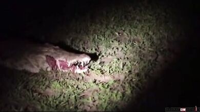 Levhart vs. krokodýl