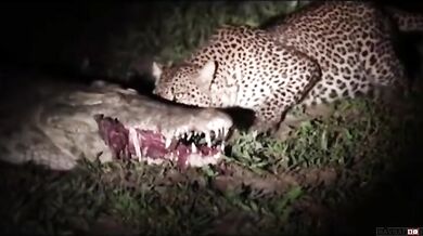 Levhart vs. krokodýl