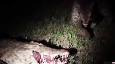 Levhart vs. krokodýl