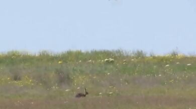 Zajíc vs. jestřáb