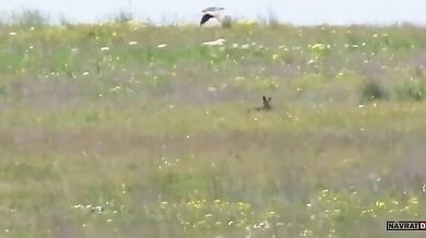 Zajíc vs. jestřáb