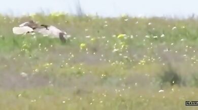 Zajíc vs. jestřáb