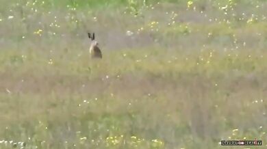 Zajíc vs. jestřáb