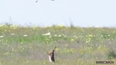 Zajíc vs. jestřáb