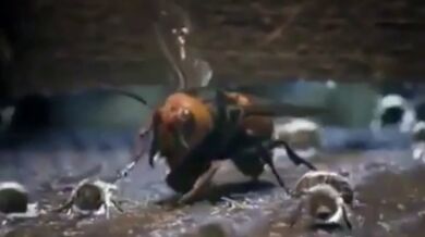 Útok sršňů na včely (2 videa)