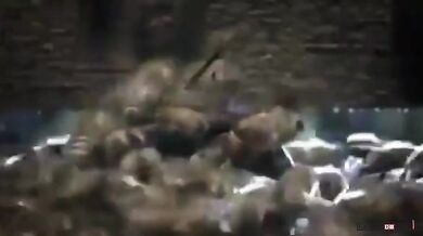 Útok sršňů na včely (2 videa)