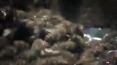 Útok sršňů na včely (2 videa)