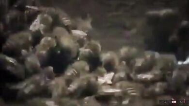 Útok sršňů na včely (2 videa)