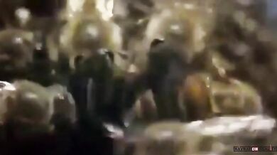 Útok sršňů na včely (2 videa)